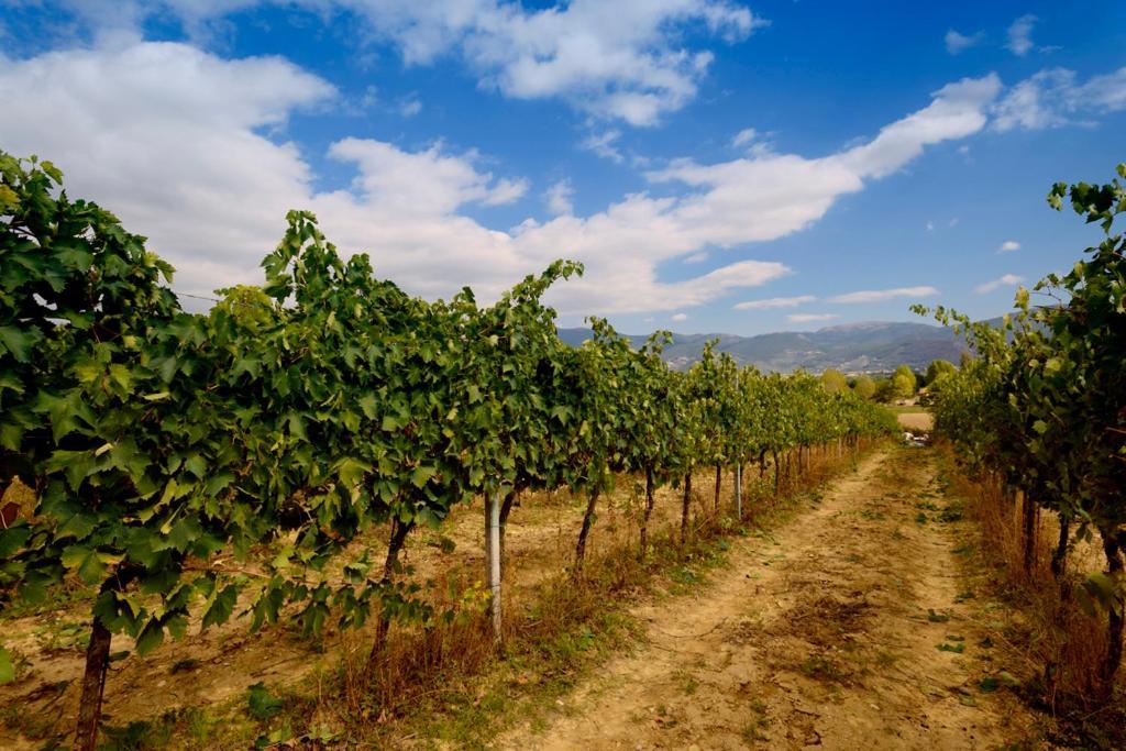 Agriturismo L'Ulivo In Fiore Spoleto Zewnętrze zdjęcie